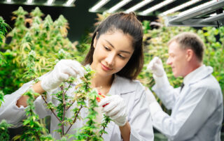 Why Brokers Trust Comp Central for Navigating Cannabis Industry Challenges